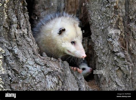 Virginia Opossum Didelphis Virginiana Adult With Young Animal Looks