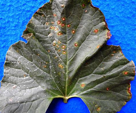 Alternaria Leaf Blight On Cucurbits Vegetable Pathology Long Island