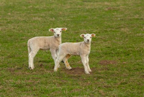 Sheep White Ear Tags Stock Photos Free And Royalty Free Stock Photos
