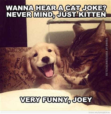 Funny Animal Pictures Of The Day 16 Pics