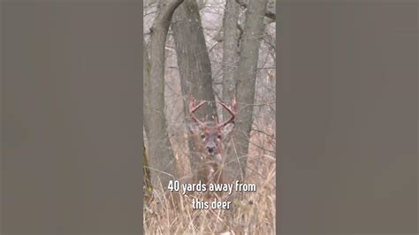 Aggressive Buck Faces Off With Hunter After Attacking The Hunters