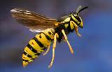 Wasp Types Pictures