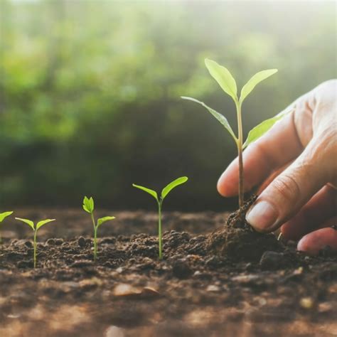Planting Seeds For Start Up Success David Brim