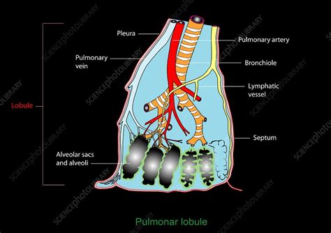 Pulmonary Lobule Artwork Stock Image C0091718 Science Photo Library