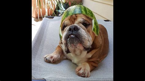 Simply Dogs In Watermelon Helmets Youtube
