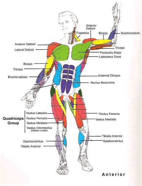Muscles Diagrams Diagram Of Muscles And Anatomy Charts Search