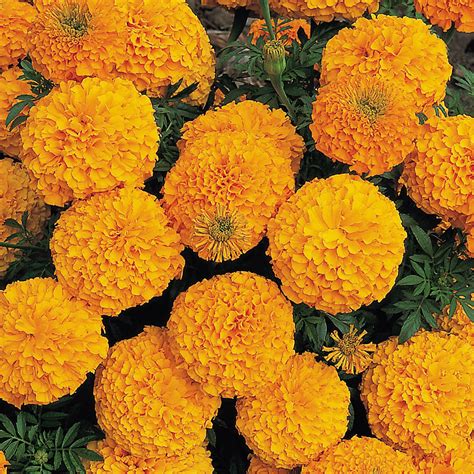 Tagetes is a genus of annual or perennial, mostly herbaceous plants in the sunflower family asteraceae. Tagetes-erecta-Inca-Orange | g3 ungplanter