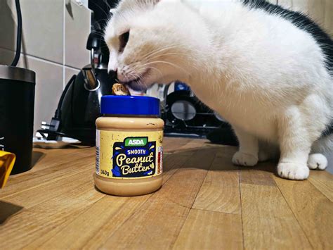 Whether you give it intentionally once in awhile or if it's consumed by accident, you should know the facts on feline dietary butter is high in fats and offers some vitamins, but does that really mean it's ok? Can Cats Eat Peanut Butter? | Is It Good Or Bad ...