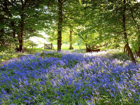 Best Walks For British Bluebells The English Garden