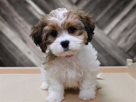 The best way to determine the temperament of a mixed breed is to look up all breeds in the cross and understand that you can get any combination of the characteristics found in either breed. Cavachon-DOG-Female-Chocolate-2674969-Petland Racine, WI