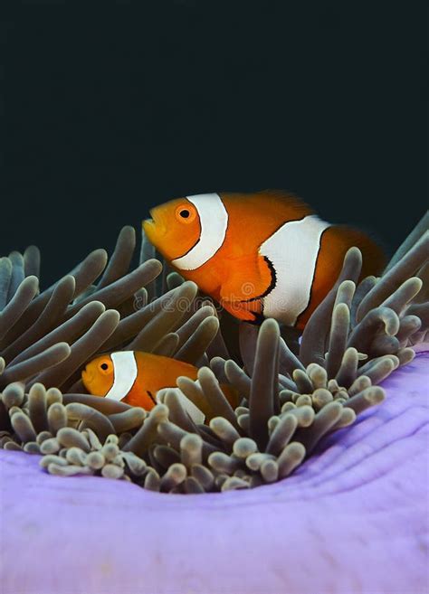 Nemo Fish Or Clown Fish In Sea Anemone Stock Image Image Of Reef