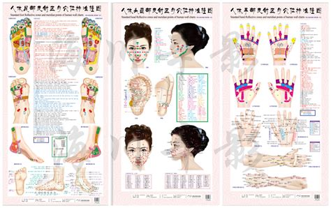 Buy Welliestr 3 Pcs Hand Head Foot Reflexology Acupressure Wall Chart Acupressure Massage