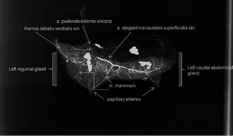 Contrast Radiography Of Mammary Gland In Dog Left Inguinal And Caudal