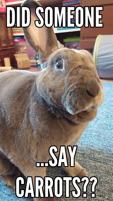 10 Bunny Memes That Will Make You Love Them Here Bunny