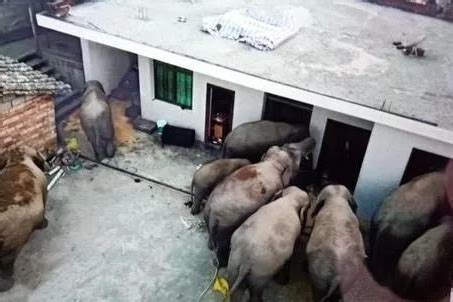 Wild Elephants Roam Around Village In Sw China Chinadaily Com Cn