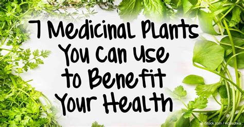 7 Medicinal Plants You Can Use To Benefit Your Health Chakra Healers