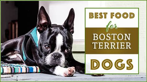 To see if a vegetarian diet is an optimal choice for your boston terrier you should check with your pet's vet first. 10 Best(Healthiest) Dog Food for Boston Terriers in 2019