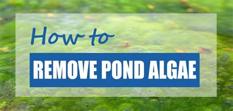 To ensure its freshness, learn how to maintain your lake to prevent algae growth. How to get rid of Algae in a Pond (Safe & Easy Treatments ...