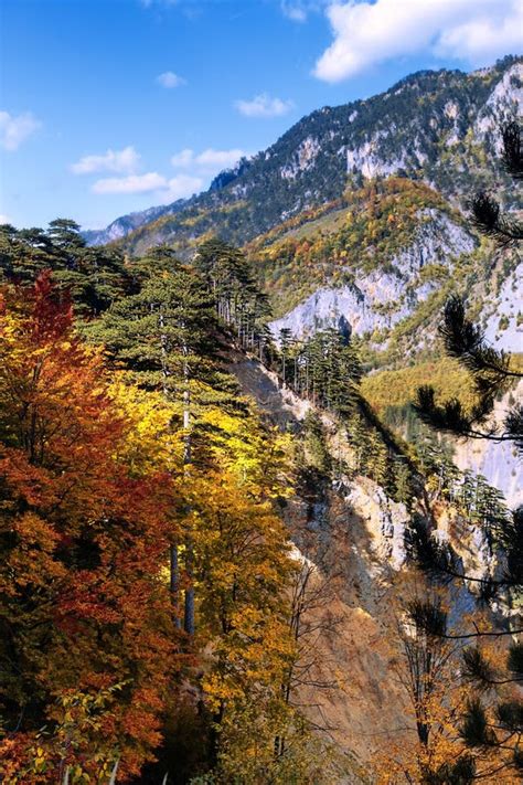Mountain Autumn Picturesque Landscape With Colorful Forest Vertical