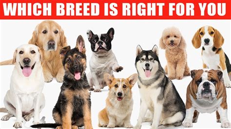 Review Of The Top 10 Dog Breeds And Which Breed Is Right For You