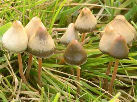 Світ грибів України Psilocybe Semilanceata
