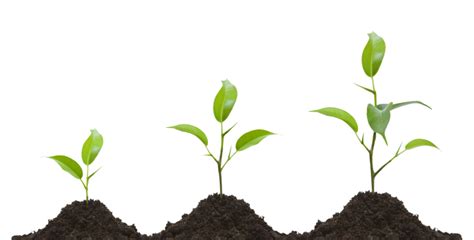 Growing Plant Png Transparent Image Png Mart