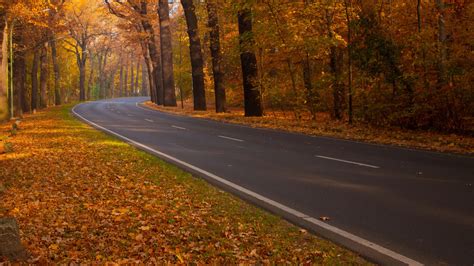 Road Through Autumn Woods 1920 X 1080 Hdtv 1080p Wallpaper