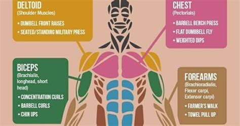 Gladdn Blog Best Exercises For Each Muscle Group