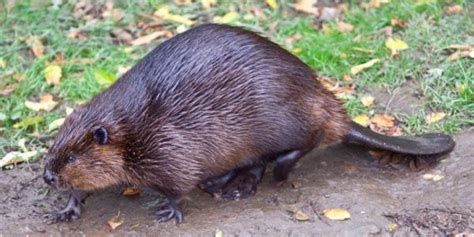 STOP The Use Of Leg Traps And Conibear Traps Used To Kill Beavers And