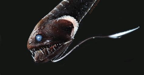 Deep sea life often have elongated life spans. Meet the 'ultra-black' fish of the ocean's depths
