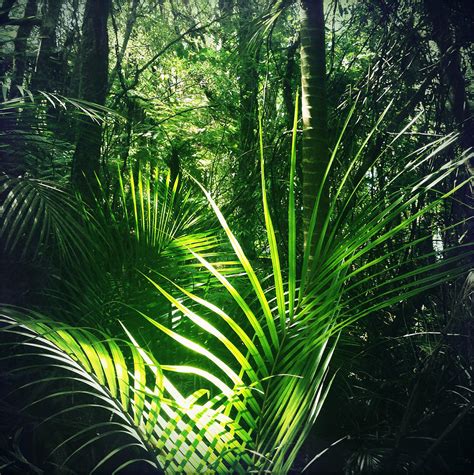 Jungle Fern Photograph By Les Cunliffe