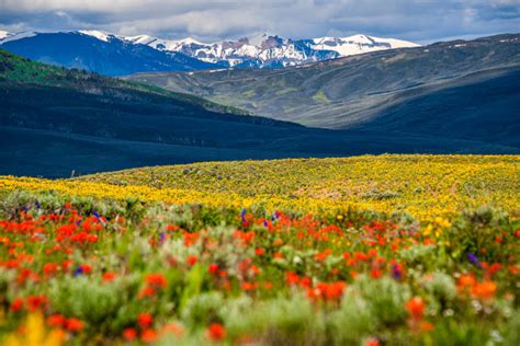Colorado Wildflowers Capital Crested Butte Gunnison