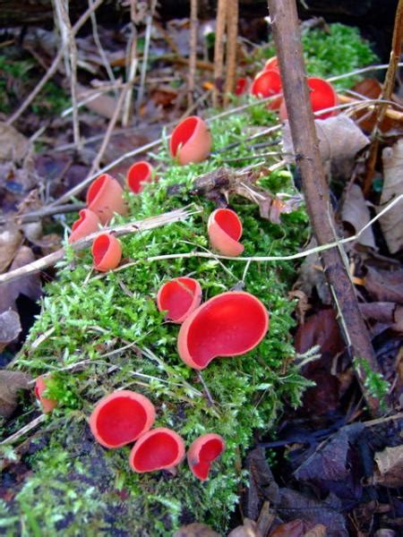 Bright Red Fungi Fungi Pictures Arbtalk The Social Network For