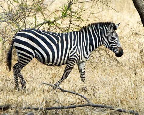 Zebra Walking Sideview Stock Image Image Of African 81436399