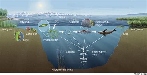 Marine Fungi Current Biology