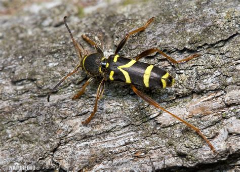 Wasp Beetle Photos Wasp Beetle Images Nature Wildlife Pictures
