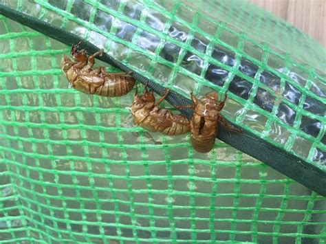 13 Year Cicadas Emerge In Miss Ready For Love
