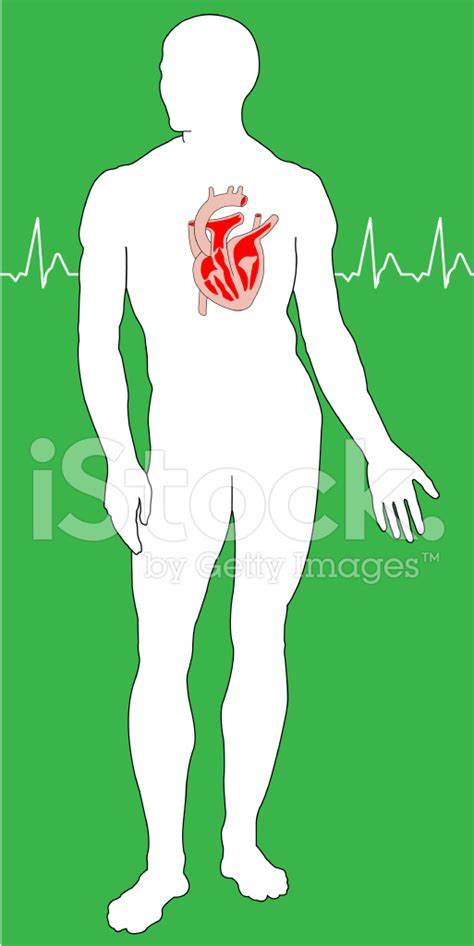 Human Heart Stock Vector