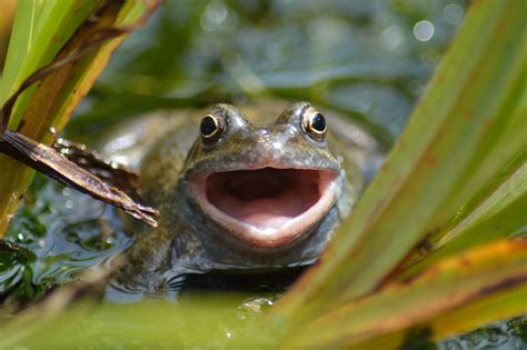 Wallpaper : wild, nature, animal, mouth, pond, eyes, Nikon, open