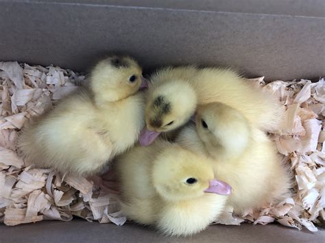 Four Muscovy Ducklings Acquired March 18 2018 From The Pennsylvania