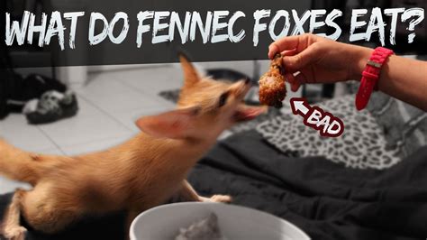 My dog is already a fan of apples, carrots and blueberries, but i've never thought about giving her things like celery stalks — apparently a good substitute for rawhide — or watermelon. What Do Fennec Foxes Eat? - YouTube