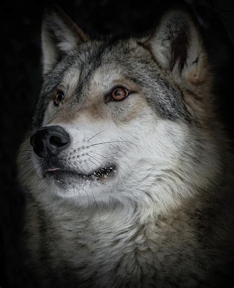 Wolf Close Up Xi Photograph By Athena Mckinzie Fine Art America