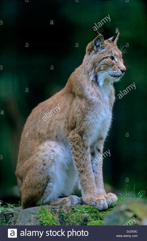 Eurasian Lynx Lynx Lynx Europäischer Luchs Eurasischer Luchs Lynx