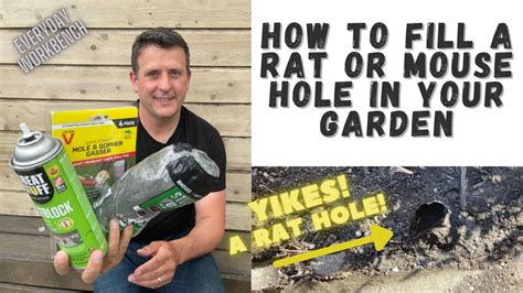 Solving Rat Mouse And Pest Holes In Your Home And Garden 3 Easy