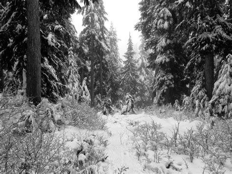 무료 이미지 나무 숲 황야 분기 눈 겨울 검정색과 흰색 서리 날씨 단색화 시즌 삼림지 서식지