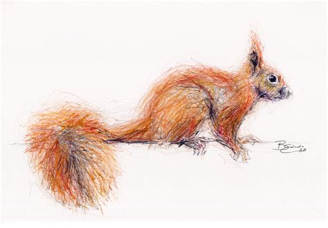Original A4 Pastel Drawing Of A Red Squirrel By Animal Artist Belinda