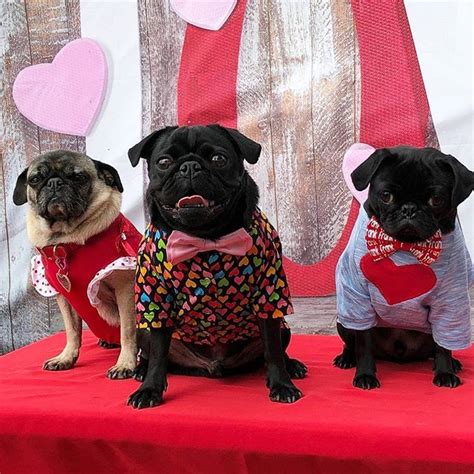 Model By Dafranknbeans My First Valentine Puggy Meetup 💘 I Met
