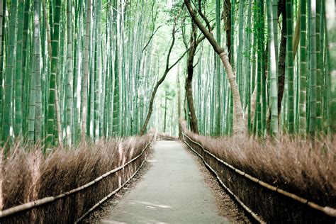 The Famous Bamboo Forest Of Sagano Twistedsifter