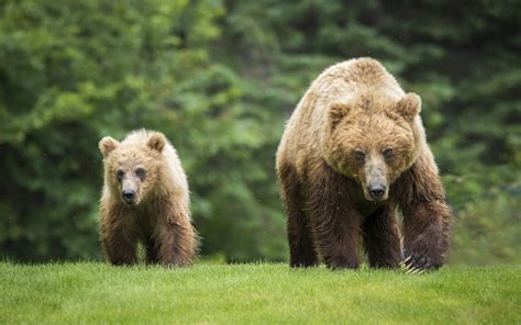 Grizzly Delisting First As Tragedy Now As Farce