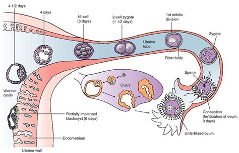 Pin On Nursing Pathophysiology